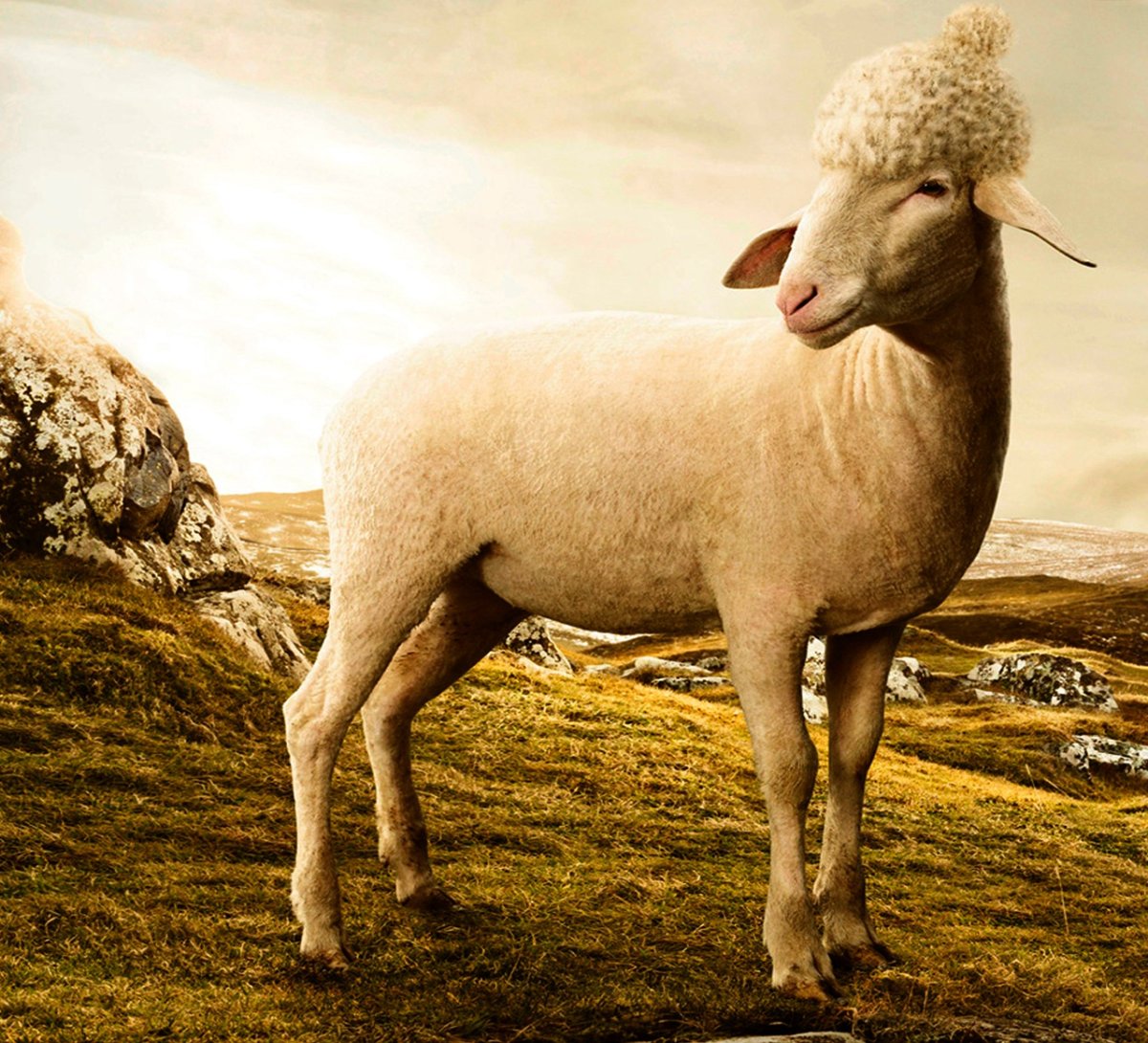 Бритый баран