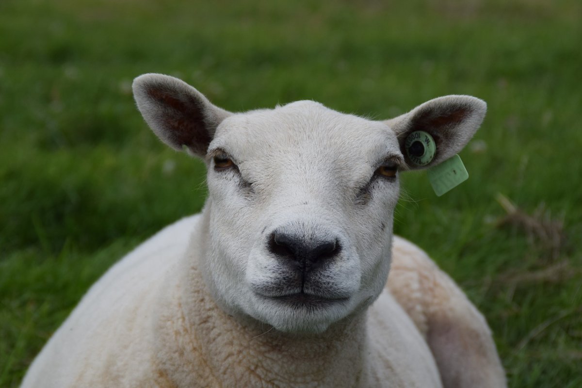 Овца без шерсти