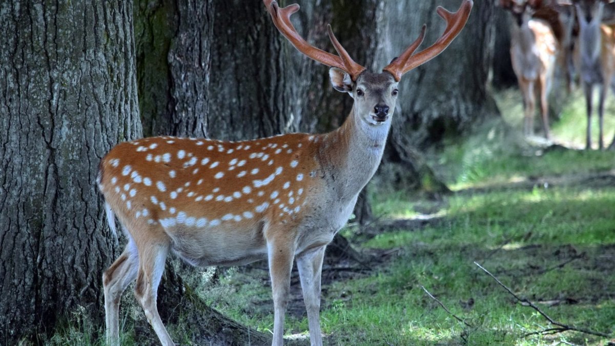 Уссурийская Тайга пятнистый олень