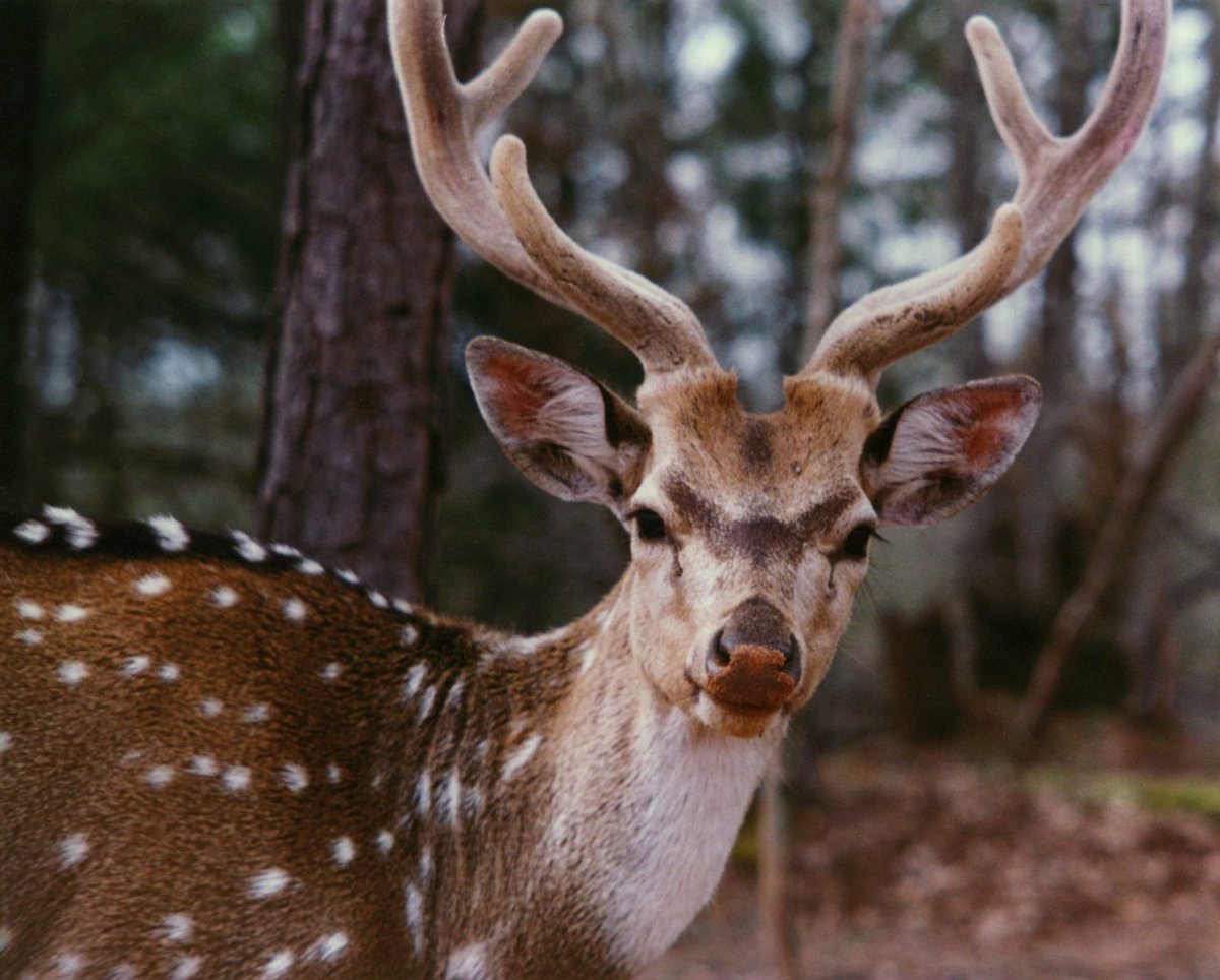 Гиппенрейтер пятнистый олень