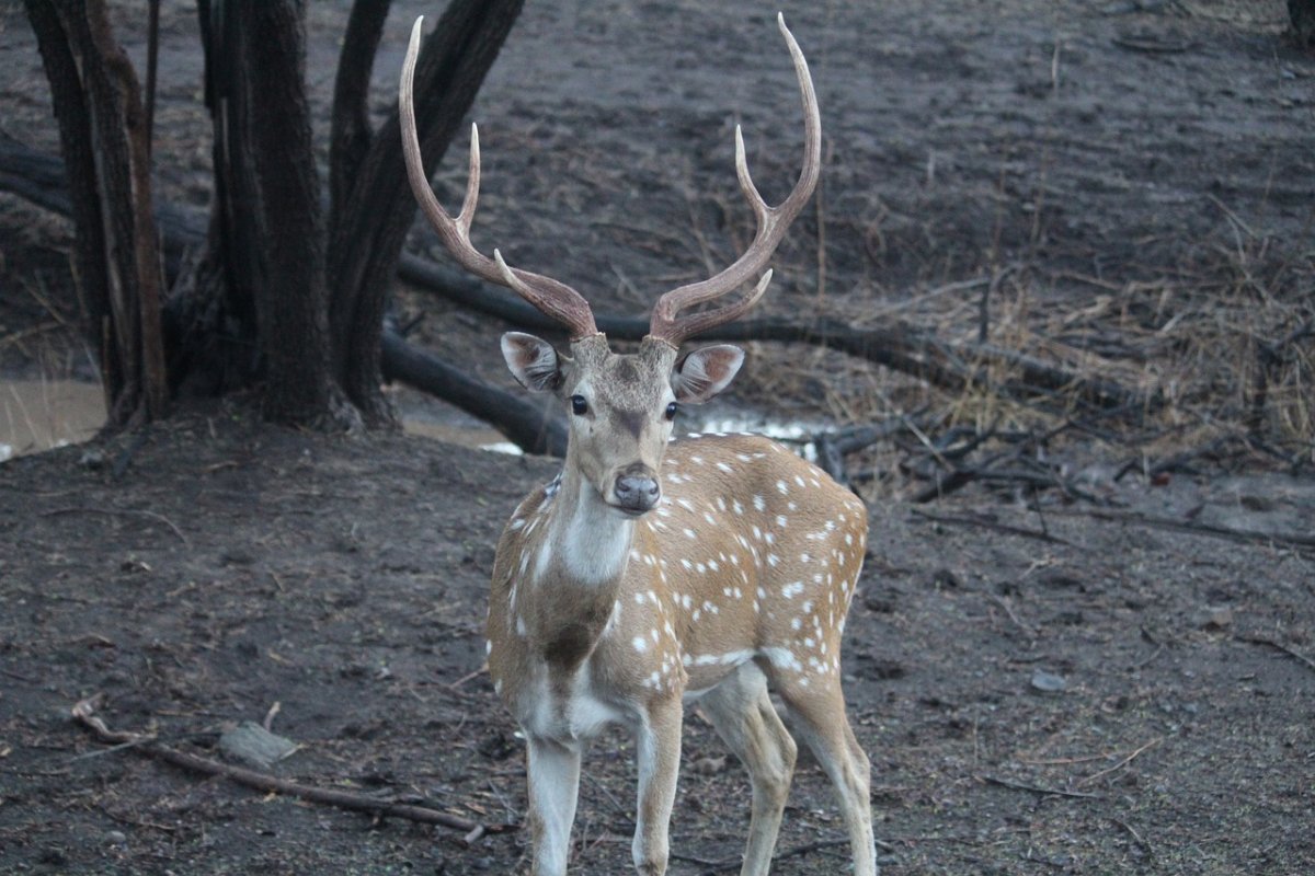Бухарский пятнистый олень