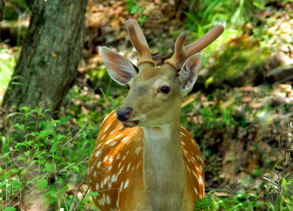 Молли пятнистый олень