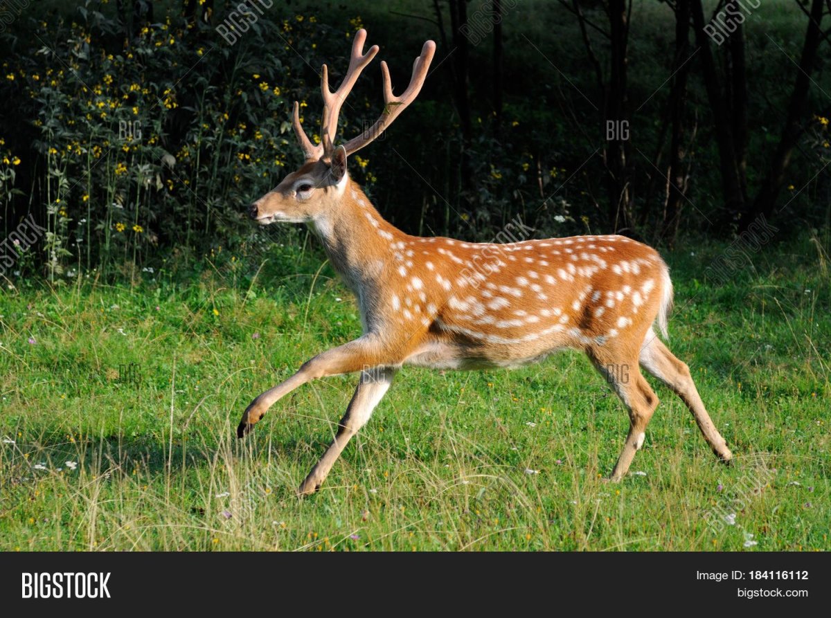 Пятнистый олень убегает