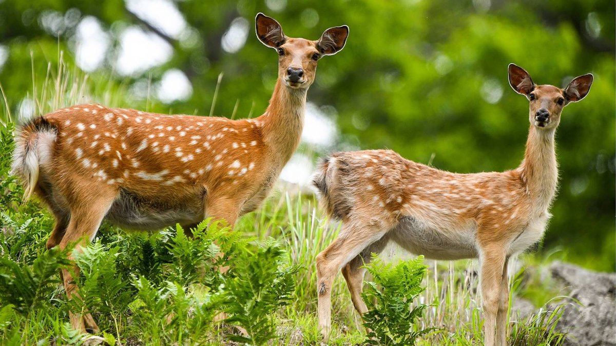 Уссурийский пятнистый олень Приморский край