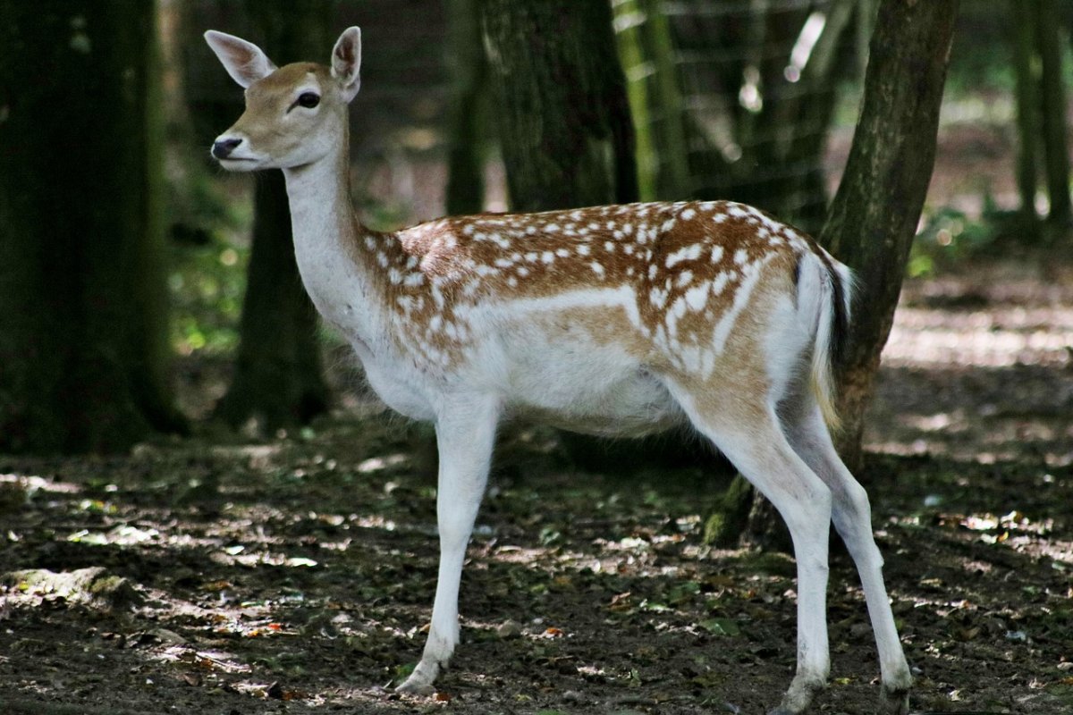 Европейская Лань