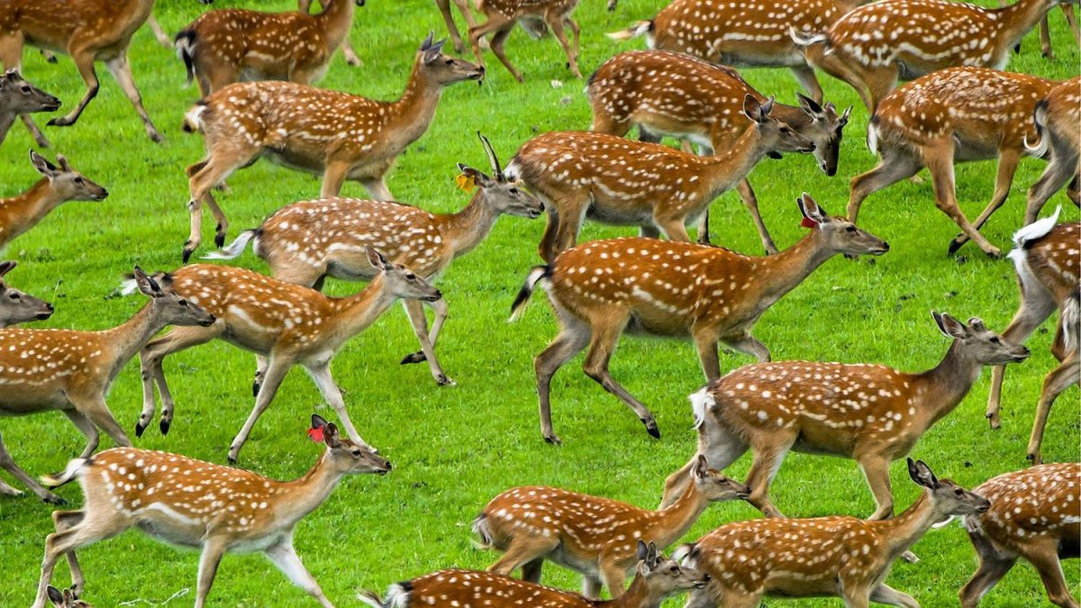 Пятнистый олень Дальний Восток