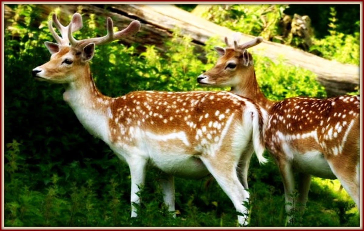 Пятнистый олень окрас