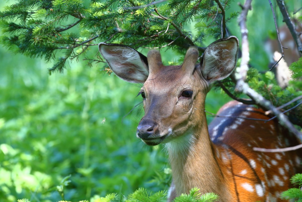 Пятнистый олень без Рогов