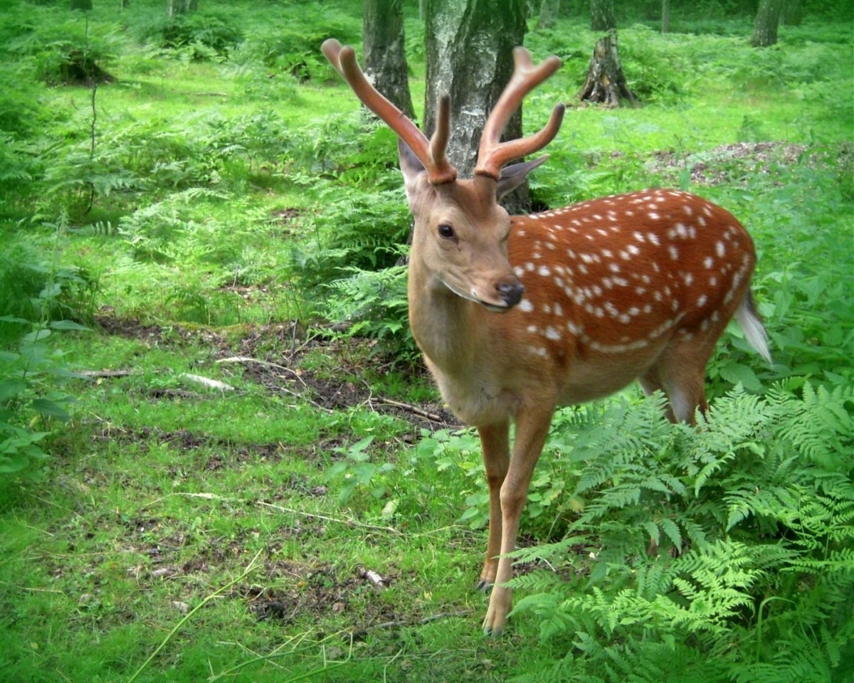 Уссурийский заповедник пятнистый олень