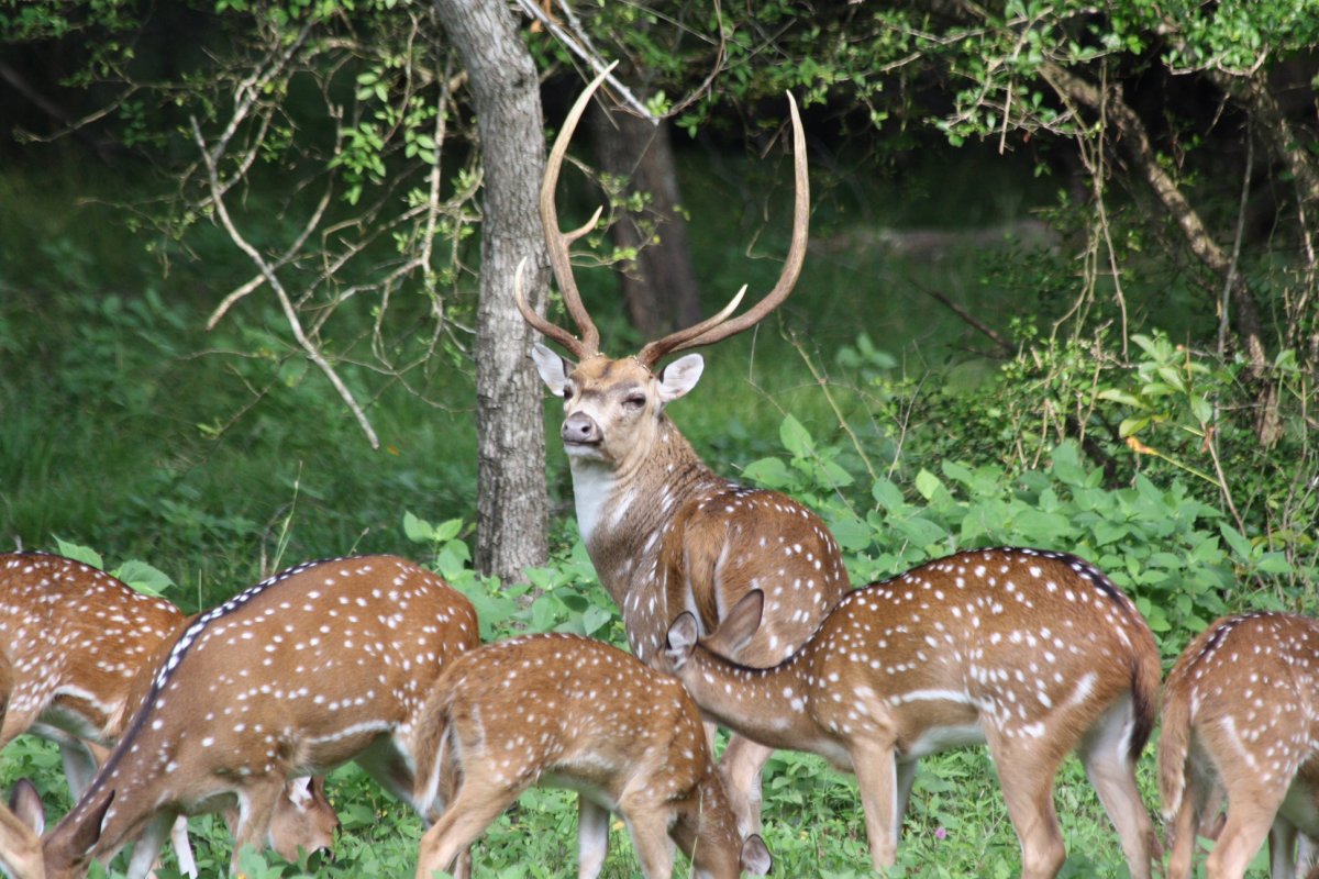 Олень в Приокско Террасном заповеднике