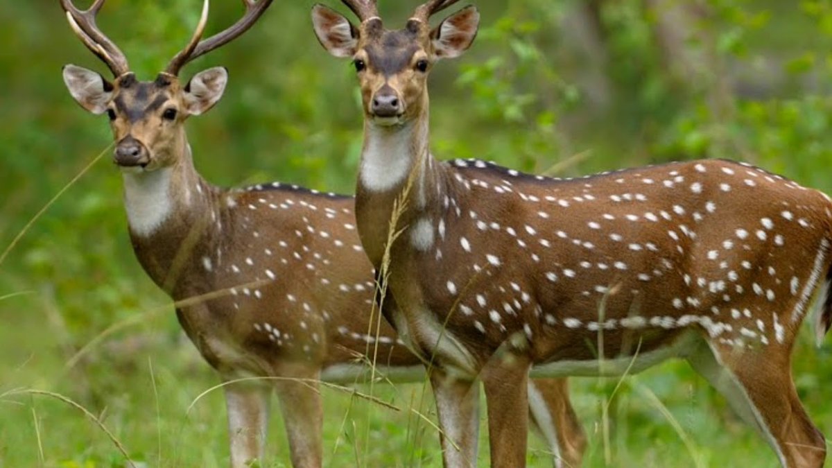 Уссурийский пятнистый олень ареал