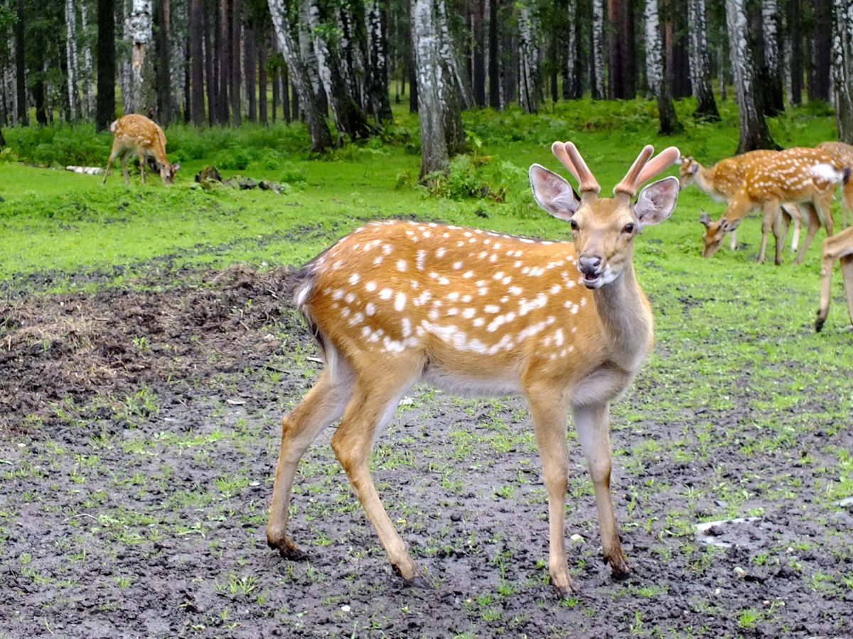 Ильменский заповедник пятнистый олень