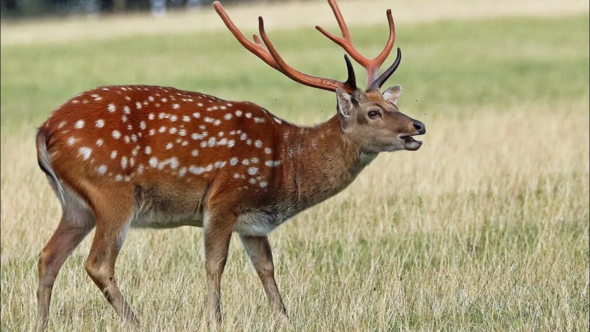 Пятнистый олень (Cervus Nippon)