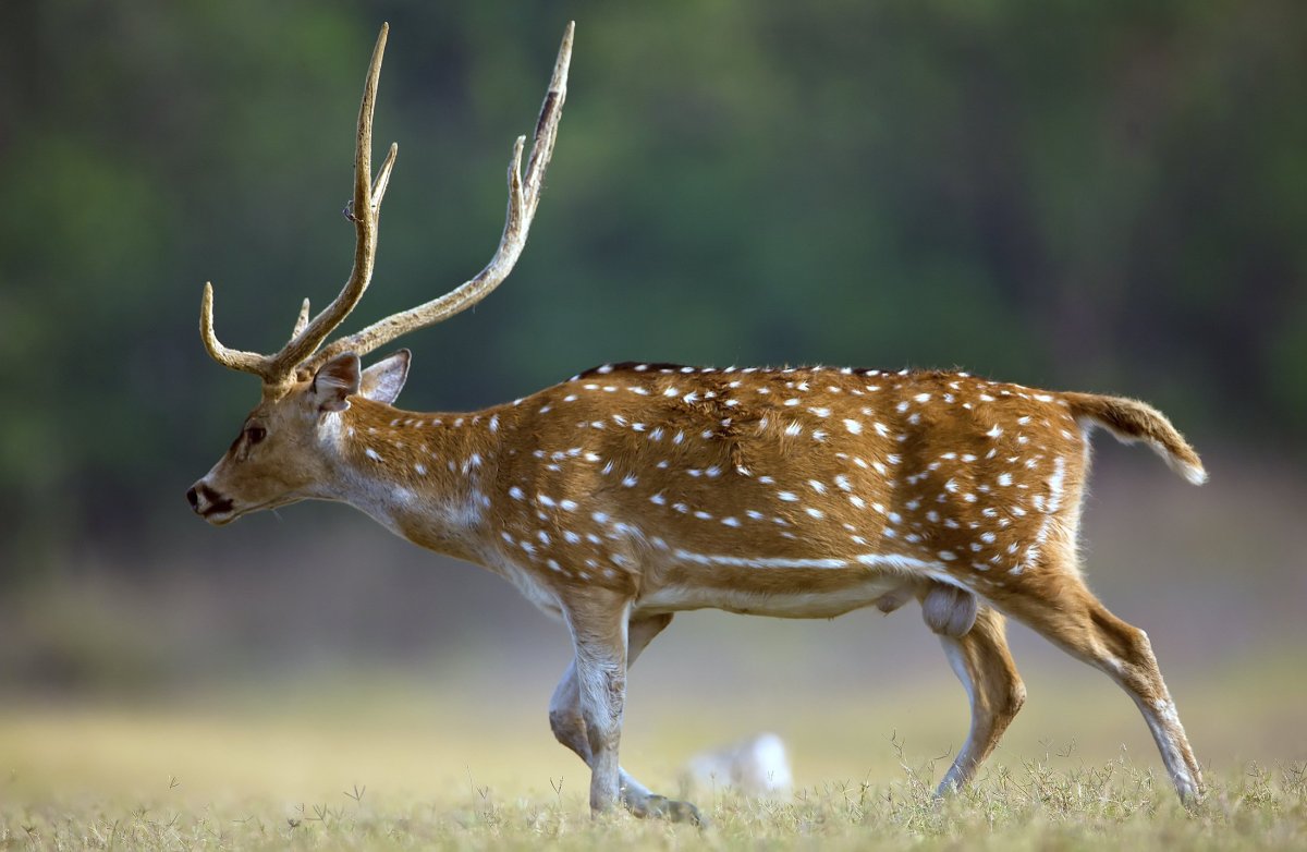Аксис индийский олень