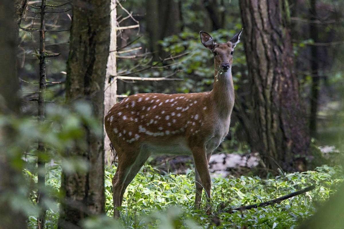 Лазовский заповедник пятнистый олень