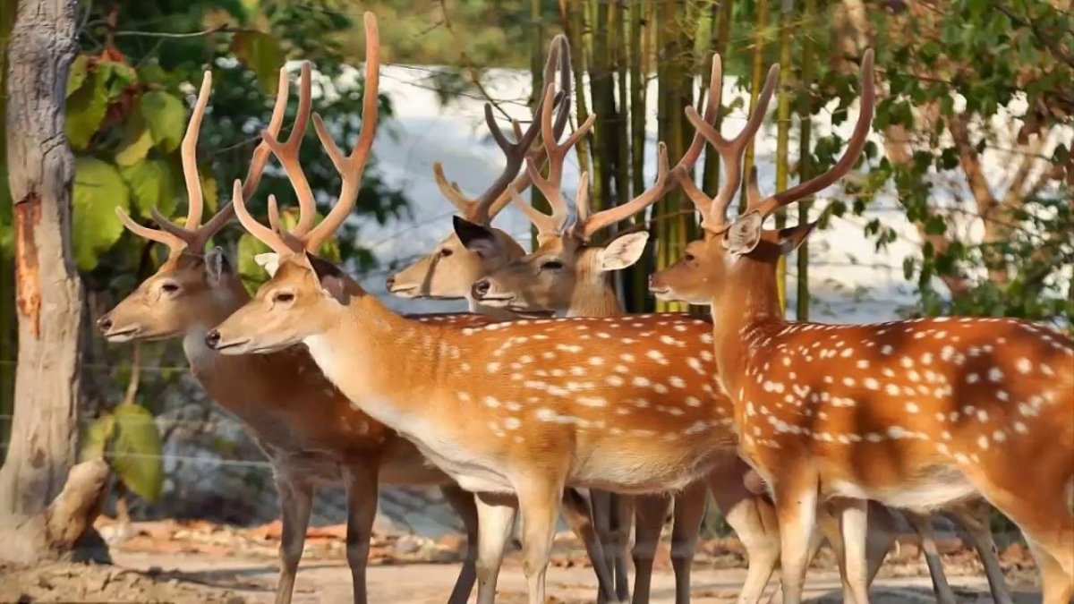 Уссурийский пятнистый олень