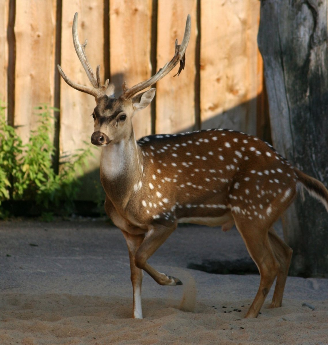 Пятнистый олень Аксис