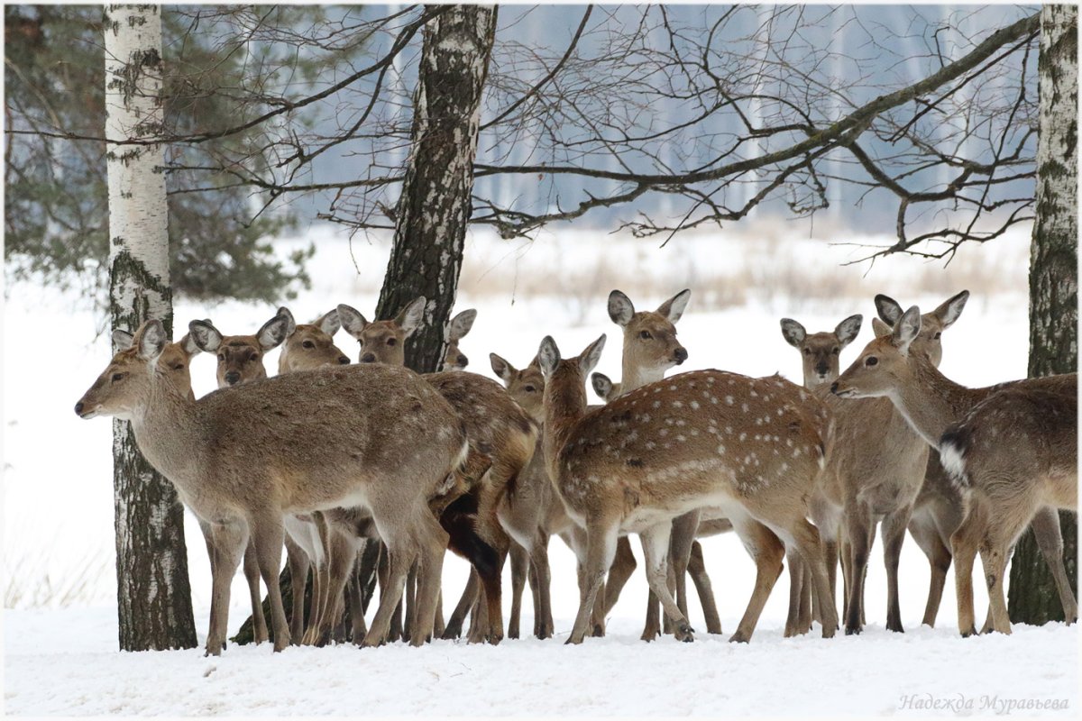 Подмосковный олень