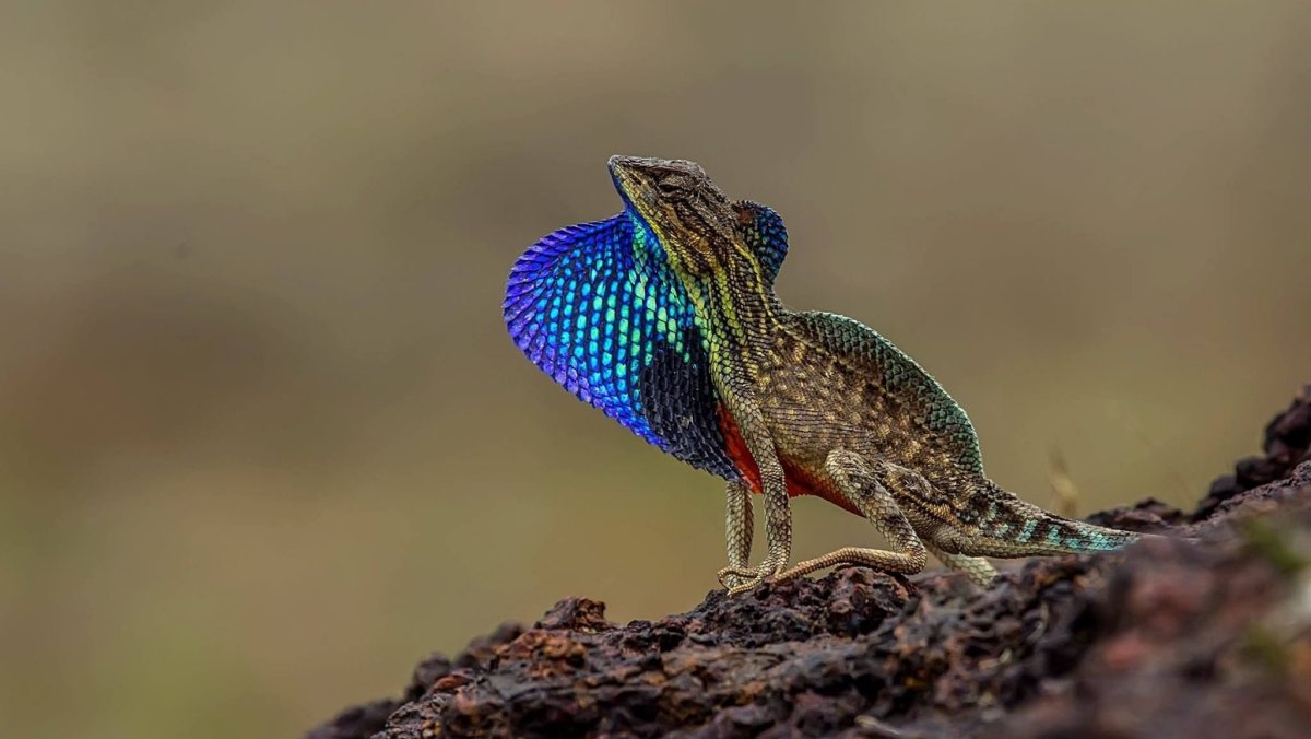 Воротниковая ящерица