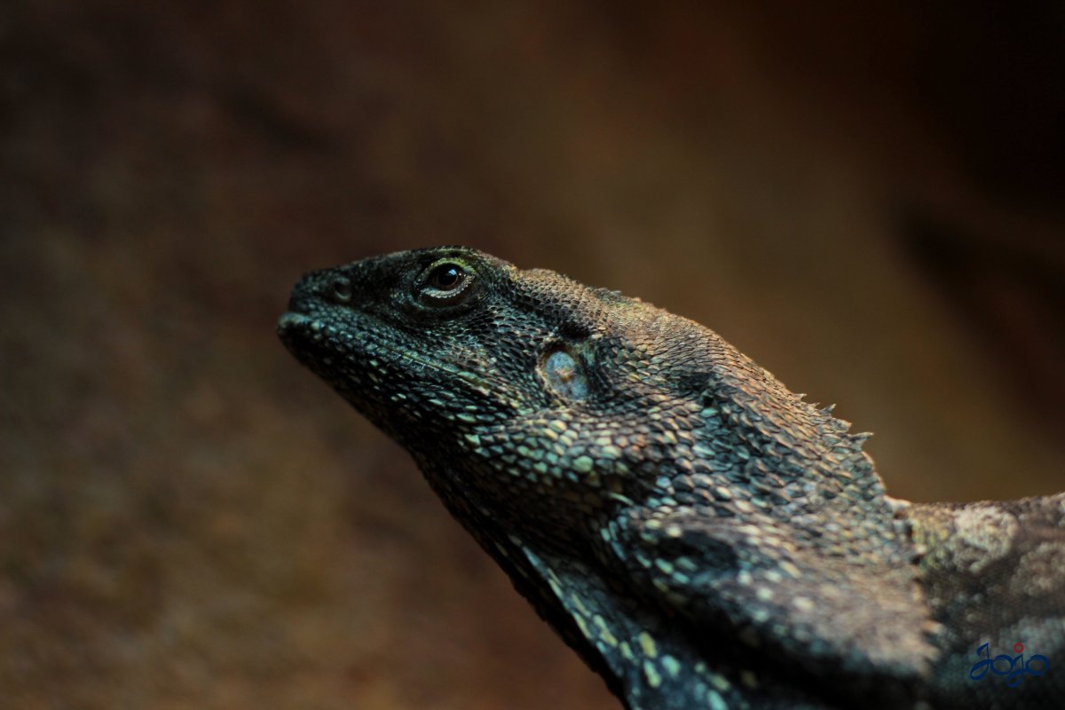 Злая ящерица