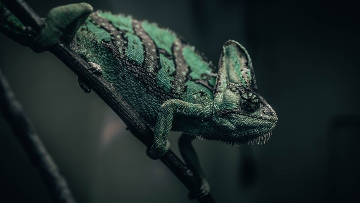 Обои хамелеон