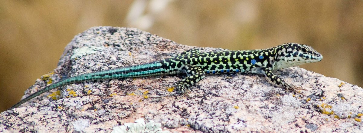 Лепидозавры систематика