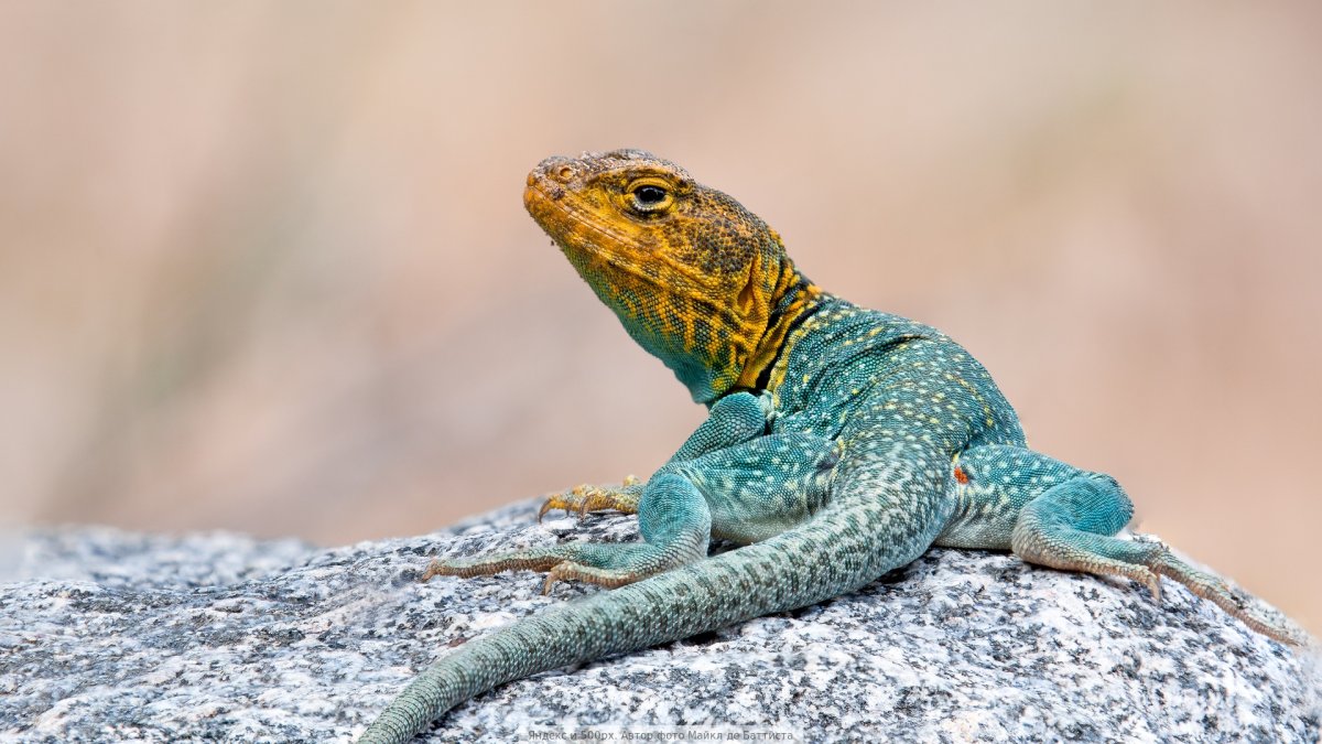 Ошейниковая игуана обыкновенная