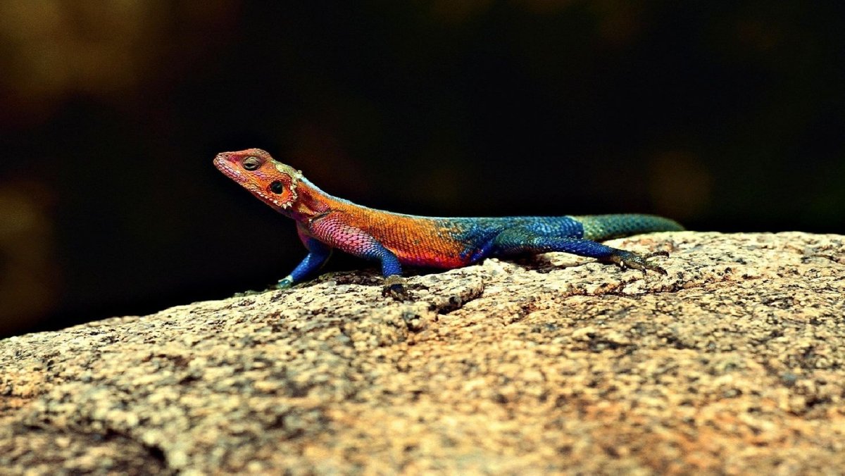 Разноцветная ящерица агама