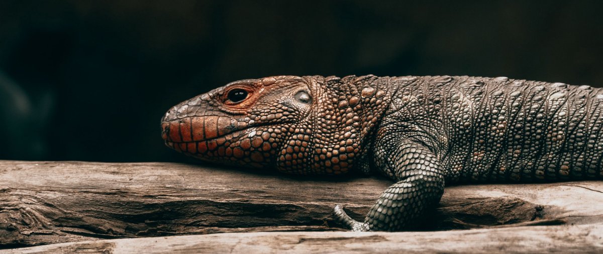 Василиск ящерица