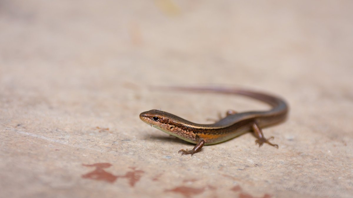 Ящерица на солнце