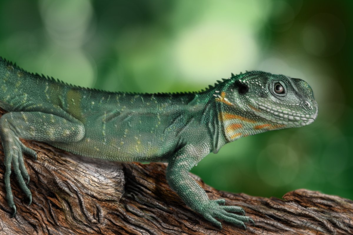 Поцелуй ящерицы