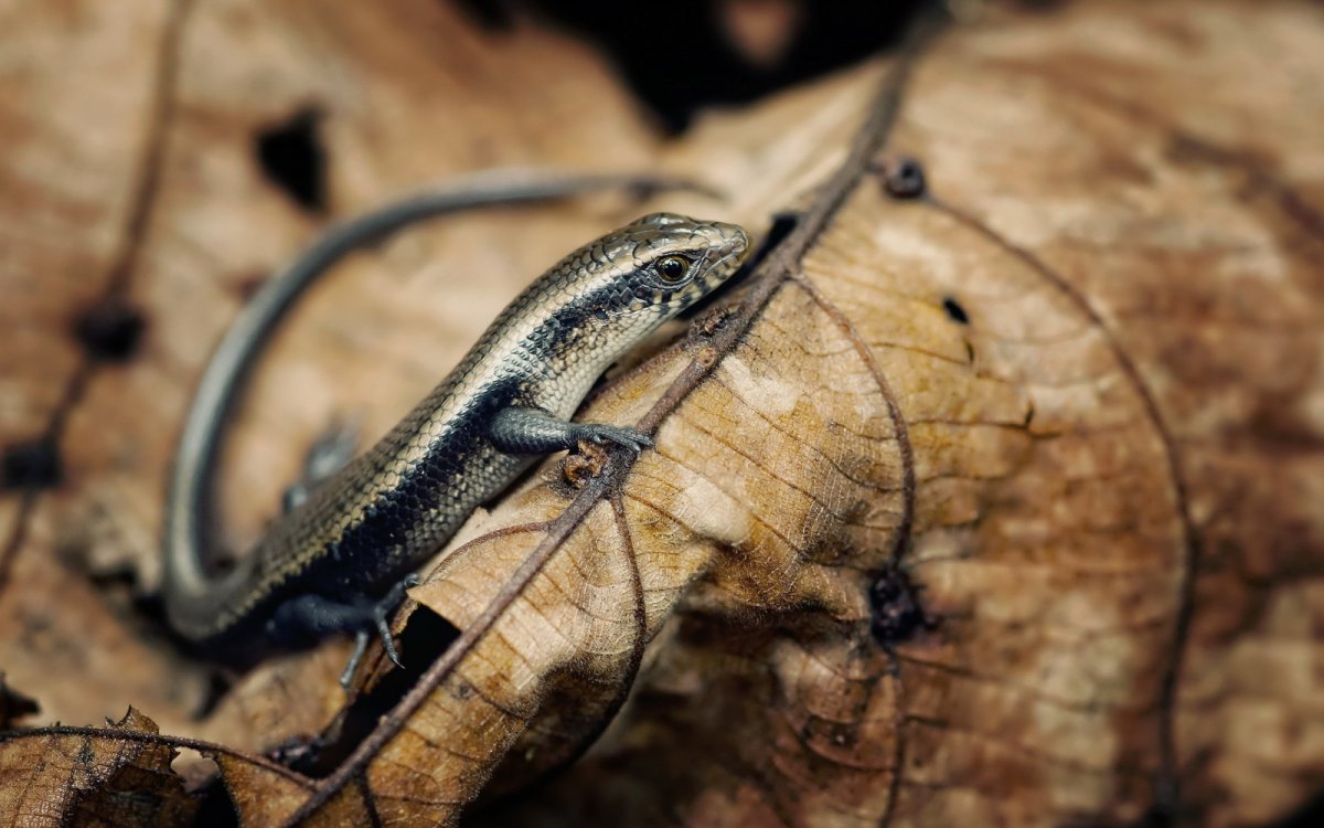 Ящерица осенью