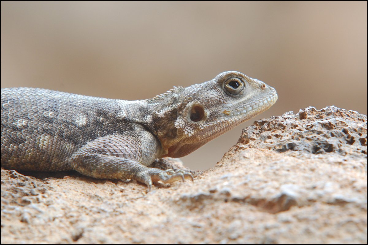 Барабанная перепонка рептилий