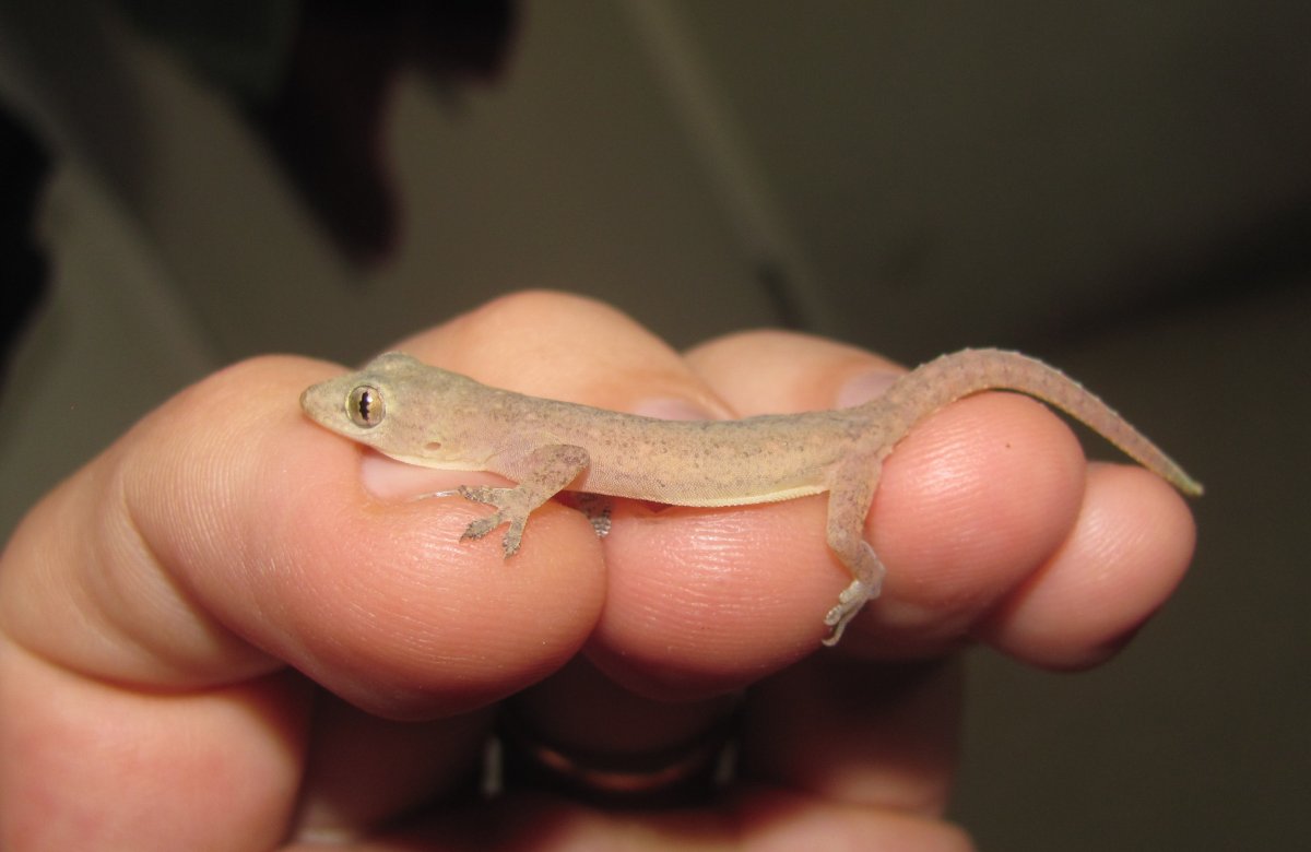 Ящерица Дикая маленькая