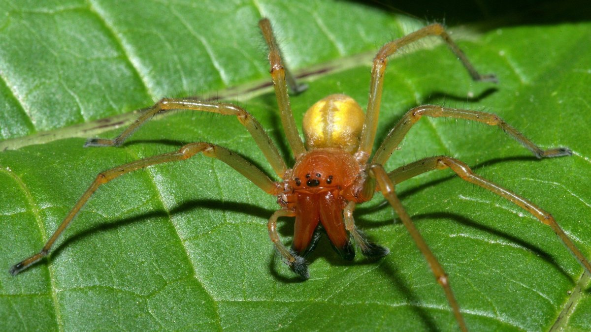 Cheiracanthium punctorium