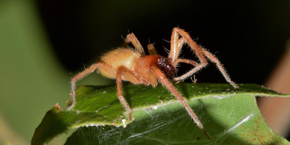 Cheiracanthium паук зеленый