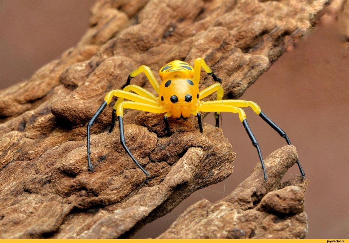 Паук меноведи Мадагаскар