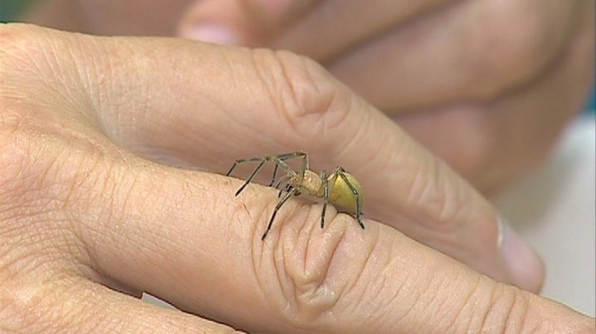 Желтосумного колющего паука укус