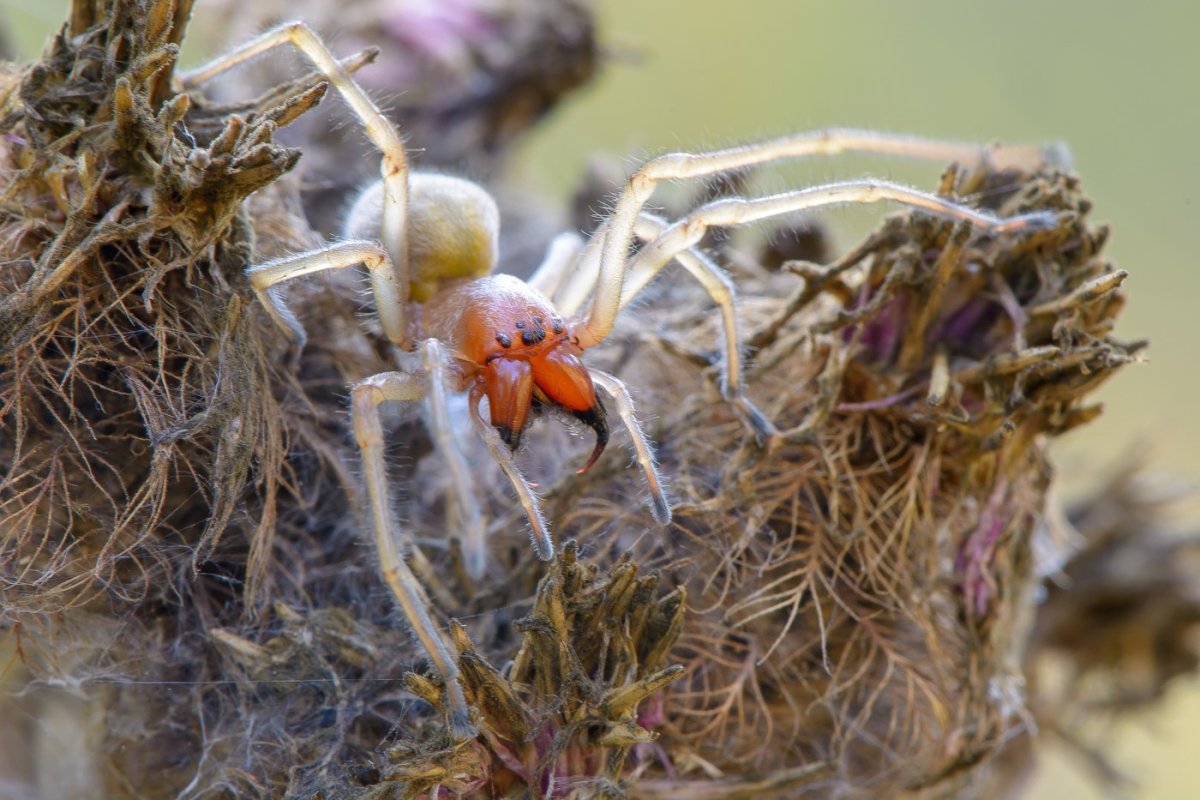 Паук Cheiracanthium punctorium
