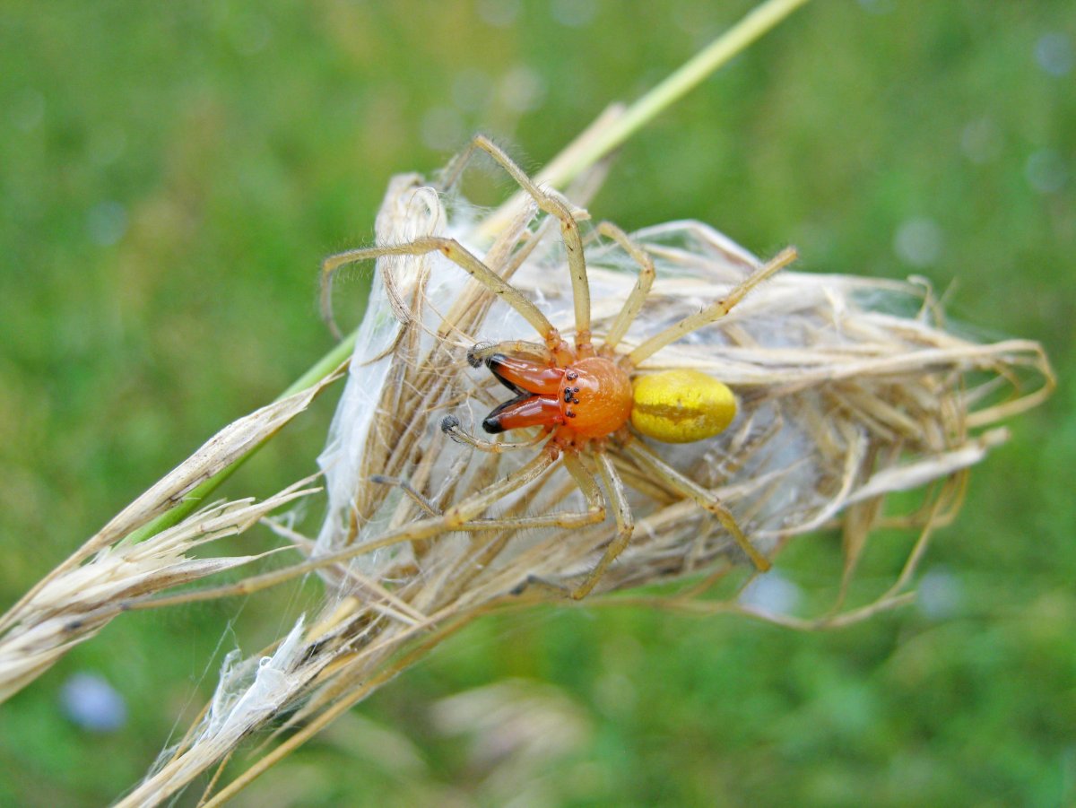 Желтосумгый колючий паук