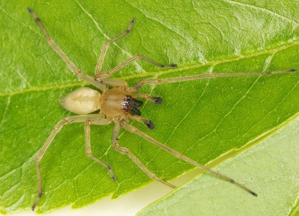 Cheiracanthium inclusum