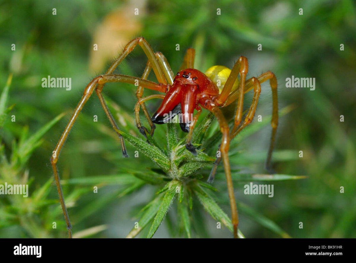 Лесной ядовитый паук