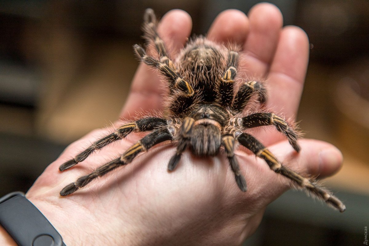 Добрый паук