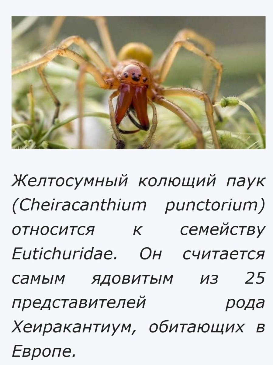 Желтосумвй колющий паук