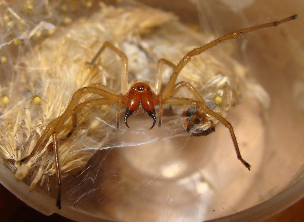 Желтый паук Сак Cheiracanthium