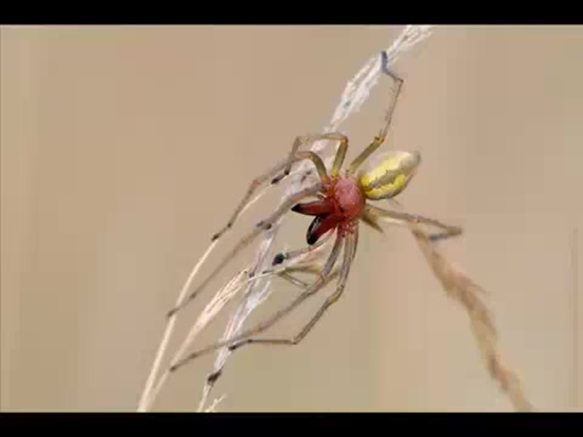 Может сумчатый паук Cheiracanthium punctorium