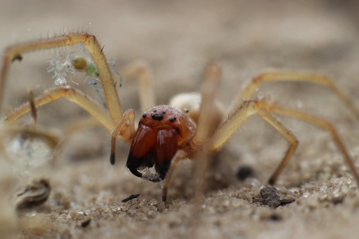 Паук Cheiracanthium punctorium