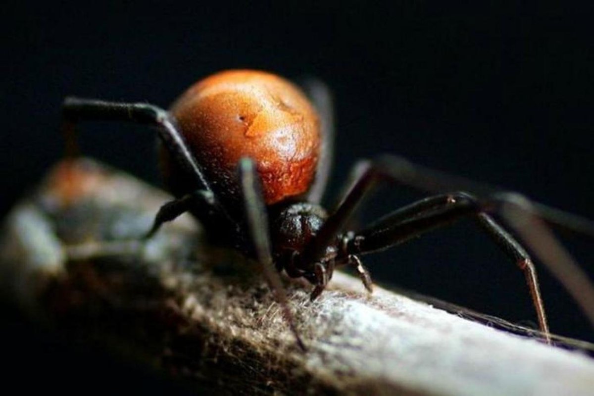 Паук сака Википедия