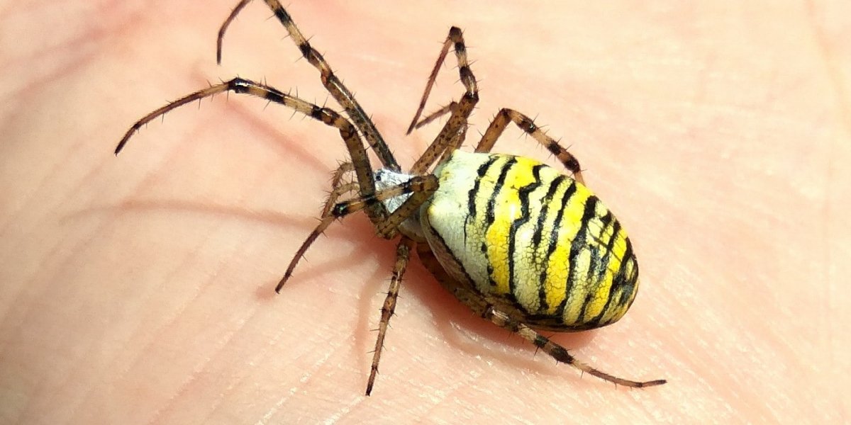 Желтый полосатый тушкан