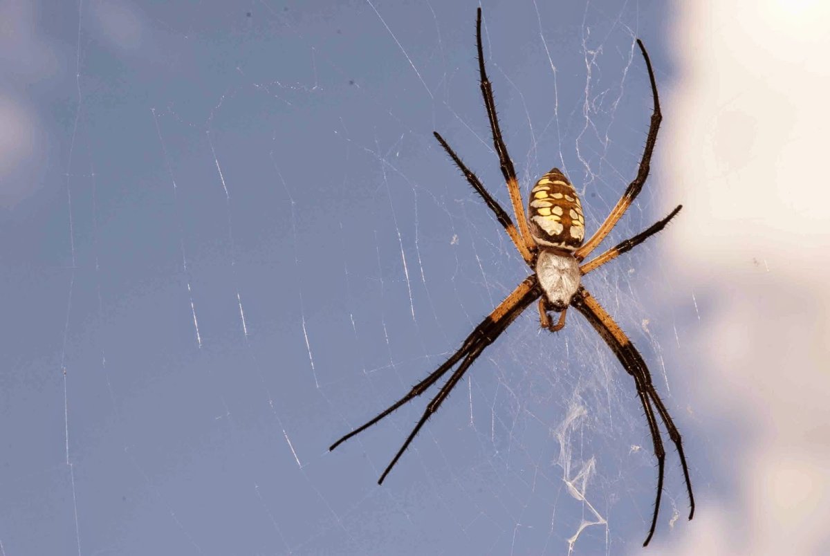 Техасский паук Argiope